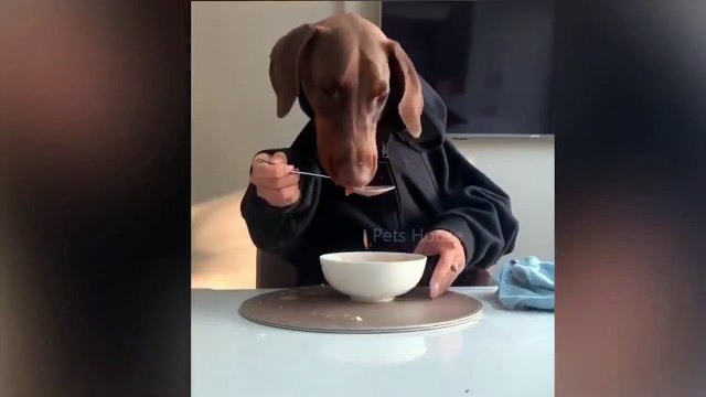 Funny dog eating with two hand like human