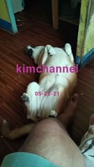 Aso Mong Mahilig Magpakamot