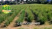 “LEMONGRASS” Ep.38 AGRI Ako D’yan
