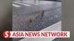 Traffic halts as mandarin ducks cross street