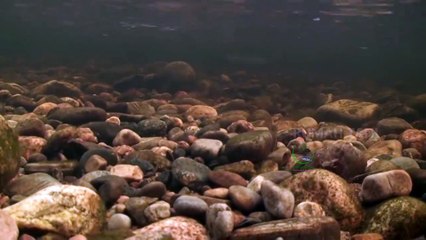 Menetasnya Telur Ikan Salmon