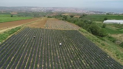 Bahçesine "tadımlık" ektiği çileklere ilgi artınca 7 dönüm tarlada üretim yaparak girişimci oldu