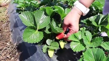 TEKİRDAĞ - Bahçesine 'tadımlık' ektiği çileklere ilgi artınca 7 dönüm tarlada üretim yaparak girişimci oldu