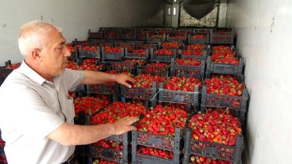 Sason çileği ABD ve Avrupa yolcusu