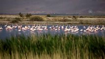 KONYA - Akgöl sazlıkları flamingolarla ayrı bir güzelliğe büründü
