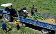 Hasadına başlanan Adana karpuzu fiyatıyla üreticisini sevindirdi