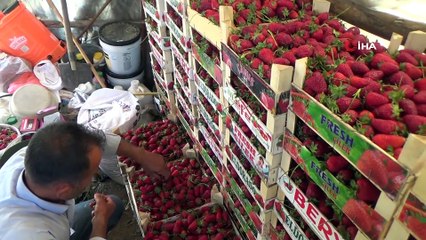 Sason çileği ABD ve Avrupa yolcusu