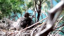TUNCELİ - Keban Baraj Gölü'ndeki adalar yumurtadan çıkan yavru göçmen kuşlarla şenlendi
