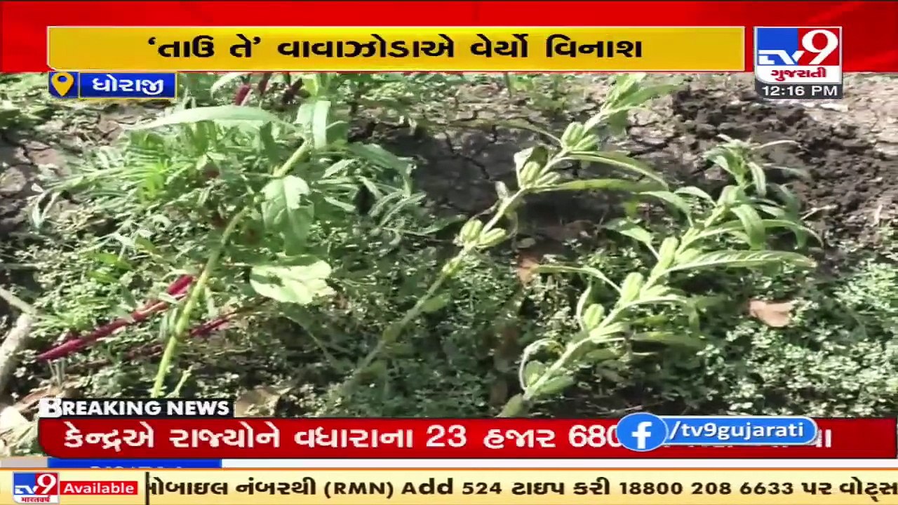 Dhoraji farmers face severe crop loss due to cyclone Tauktae _ TV9News