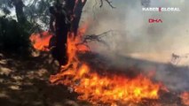 Antalya Muratpaşa'daki nitelikli doğal koruma alanı Lara ormanında yangın