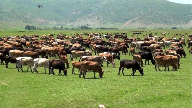 Muş'ta büyükbaş hayvan sayısında artış