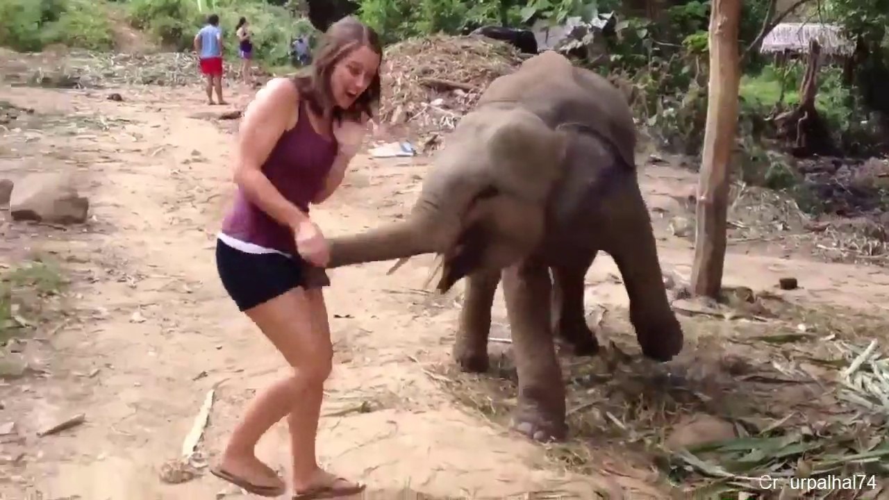 Funny Different Animals Chasing and Scaring People 2019 ( 720 X 1280 )