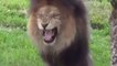 fake Lion and Fake Tiger Prank To dog - Huge Box Prank to dog So Funny 2021 ( 720 X 1280 )