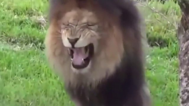 fake Lion and Fake Tiger Prank To dog - Huge Box Prank to dog So Funny 2021 ( 720 X 1280 )