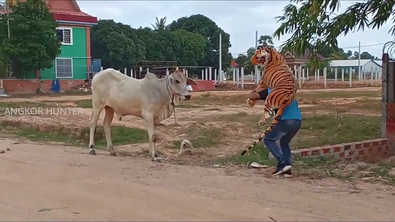 Fake Tiger Prank on Cow So Funny Try Not to Laugh Funniest Prank 2021 1080pFHR_joy__joy__rolling_on_the_floor_laughing_ ( 720 X 1280 )