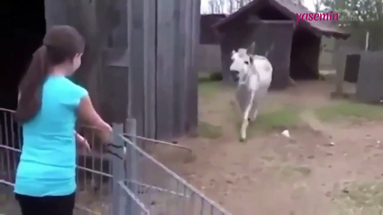 Yıllar sonra sahibini görünce duygulanan eşek rekor kırdı!