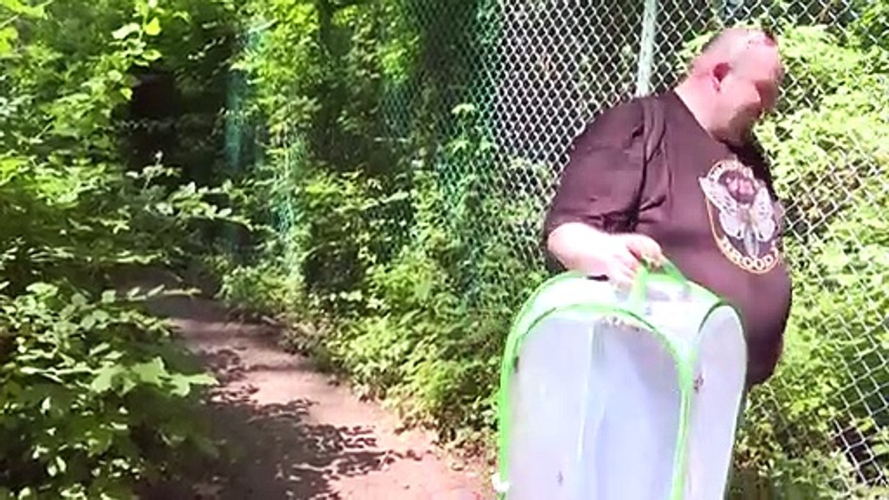 Zikaden-Invasion in den USA nach 17 Jahren im Untergrund