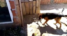 Kurt köpeği ile eve girmeye çalışan 2 metrelik yılanın ölümüne kavgası kamerada
