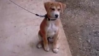 我が家の愛犬