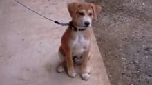 我が家の愛犬