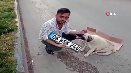 Hamile köpeğe çarpıp kaçtı