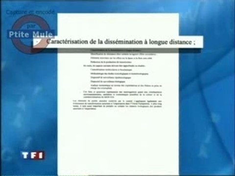 Maïs OGM : avantages et risques