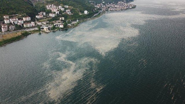 Deniz salyası İzmit Körfezi’ne geri döndü