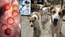 New Coronavirus Found In Malaysia That Can Transfer From Dogs To Humans || Oneindia Telugu
