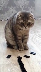Watch the exact moment that cat does shit.