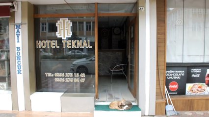 TOKAT - Otel girişinde bakılan sokak kedileri müşterilerin ilgi odağı oldu