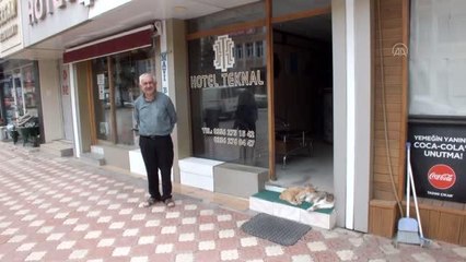 Otel girişinde bakılan sokak kedileri müşterilerin ilgi odağı oldu