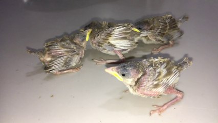 Raising birds at home