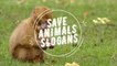 Best Slogans About Saving Animals - Save Animals Slogans