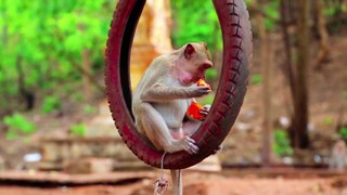 World Top Monkey Funny Videos