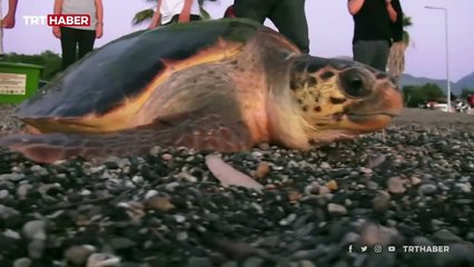 Rehabilite merkezinde tedavi edilen deniz kaplumbağası denize bırakıldı