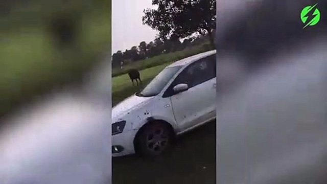 Faire des dérapages dans la boue en voiture... pas toujours une réussite