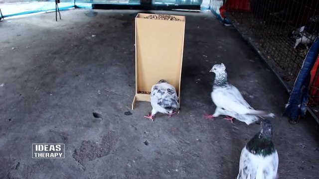 How To Make Automatic Easy Unique Feeder Home Bird | DIY Pigeon Pets Feeder Homemade Chicken Feeder