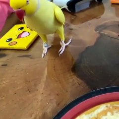 Parrot Lover-- on Instagram_ _----  -- Credits_ morgremlin on tiktok •_CPGb3jMJBiS(MP4)