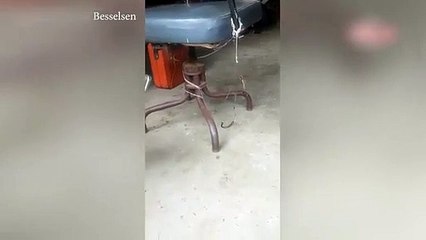 Çok şaşıracaksınız! Örümcek, yılan avladı!