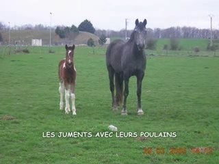 Le bonheur est dans le pré