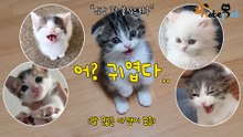 고양이 말은 다 맞음! 반박 불가 천사들♥의 애옹애옹(말 많은 아깽이 모음)