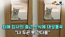 최애 집사의 출근 소식에 대성통곡 "나 두곤 못 간다옹"