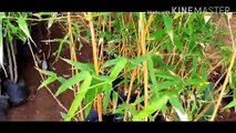#Bamboo Plant || Varigated Bamboo Plant || How To Grow And Care Bamboo Plant.