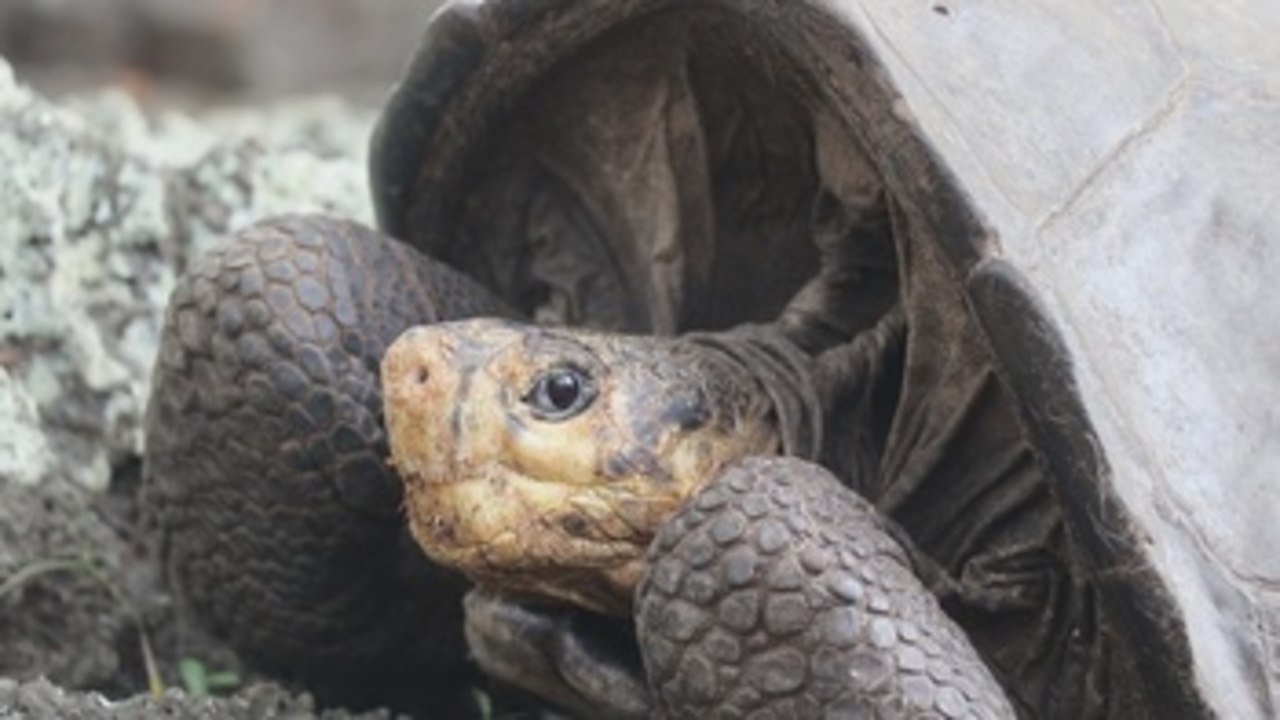 Hallan tortuga en Galápagos que se creía extinguida hace más de cien años