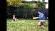 Dog Catch Challenge Ft. Kane Williamson, J Neesham, S Iyer, Tom Banton, M Labuschagne, K Pietersen