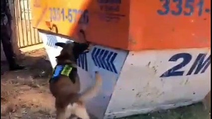 Em menos de 12 horas, cães da PM encontram mais de 20 porções de droga em Ceilândia