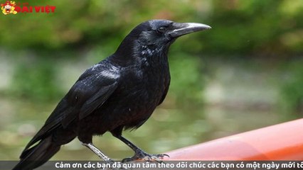 Mơ thấy quạ đen có tỉ lệ trúng cao nhất