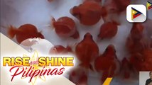 Tamang pag-aalaga ng goldfish