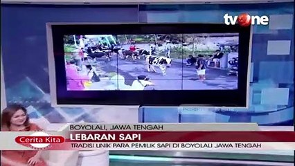 Menengok Tradisi Unik Lebaran Sapi Dari Boyolali