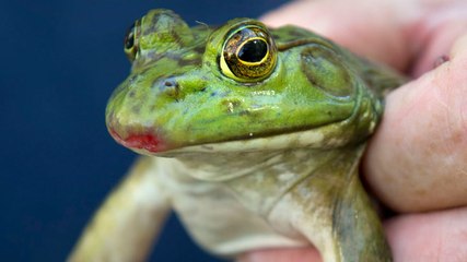Why frogs' tongues are the ultimate weapon
